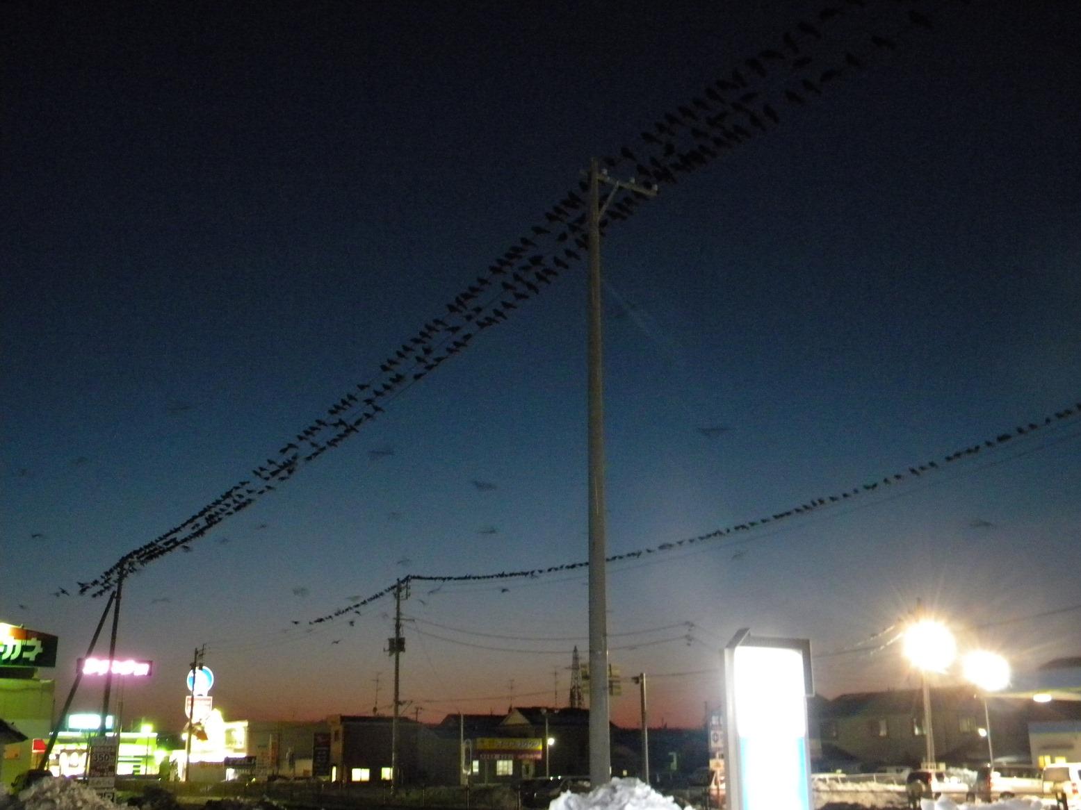 夕方日が落ちてきて群れで電線にとまるカラスの写真
