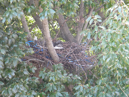 木の枝に作られたカラスの巣の写真