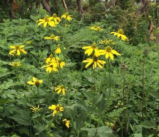 長く伸びた茎の先に黄色の花びらを付け下向きに花びらが広がっている無数のオオハンゴンソウが咲いている写真