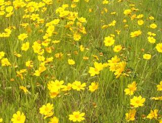 コスモスの花に似ており黄色の花びらと花序を付けた沢山のオオキンケイギクが咲いている写真