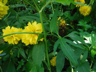 黄色の花びらが八重咲の種類のオオハンゴンソウの写真