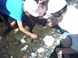 川底にある石をひっくりかえして生き物を探している生徒たちの写真