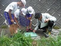 虫眼鏡や虫取り網を持った小学生3人と男性が地面に置かれた緑のトレーの中を覗き込んでいる写真