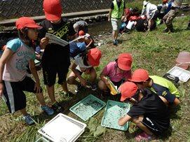 トレーに入っている生物を観察している小学生たちと、ノートを確認している小学生2人の写真