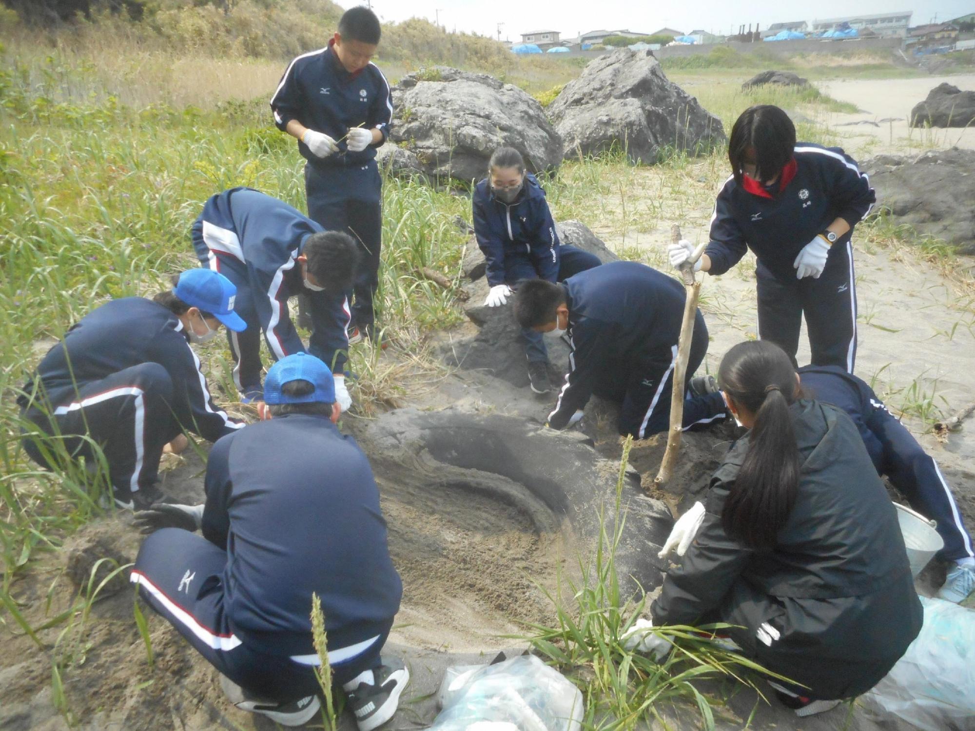 大久喜海岸の砂浜に埋まっている大型タイヤを掘り出している生徒たち
