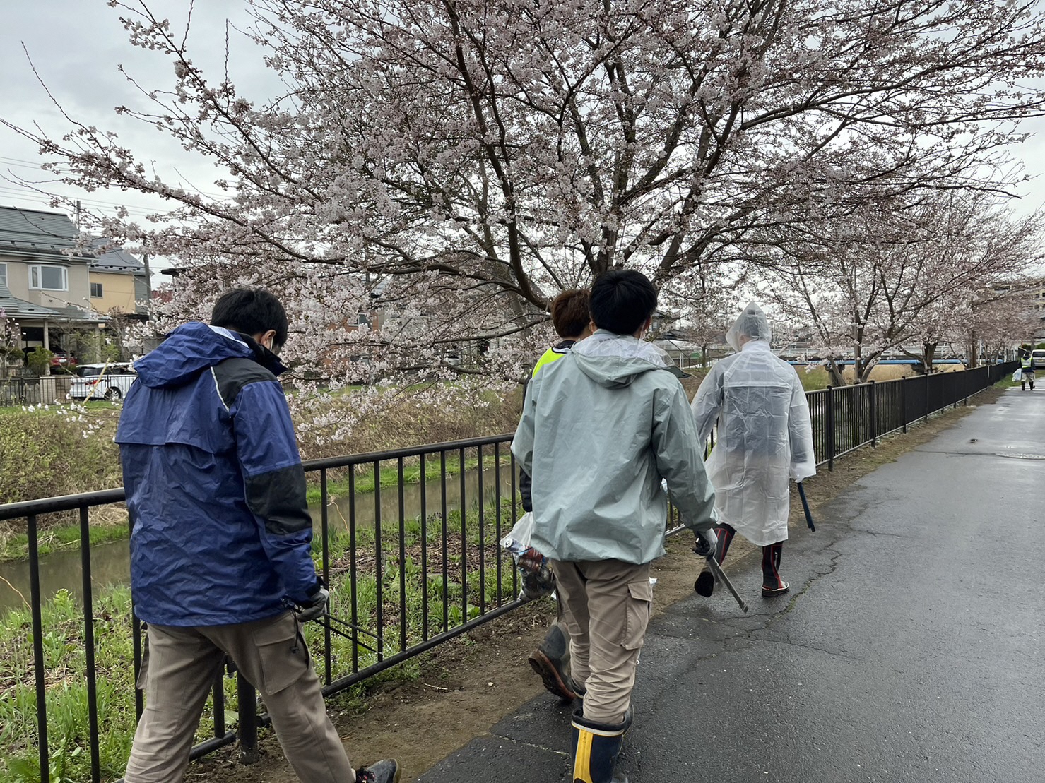 桜の花の咲く公園脇道路をごみを探して歩く人たちの写真