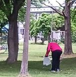 木の下のごみを拾っている女性一人の写真