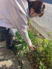道路脇の雑草付近のごみを拾っている女性の写真