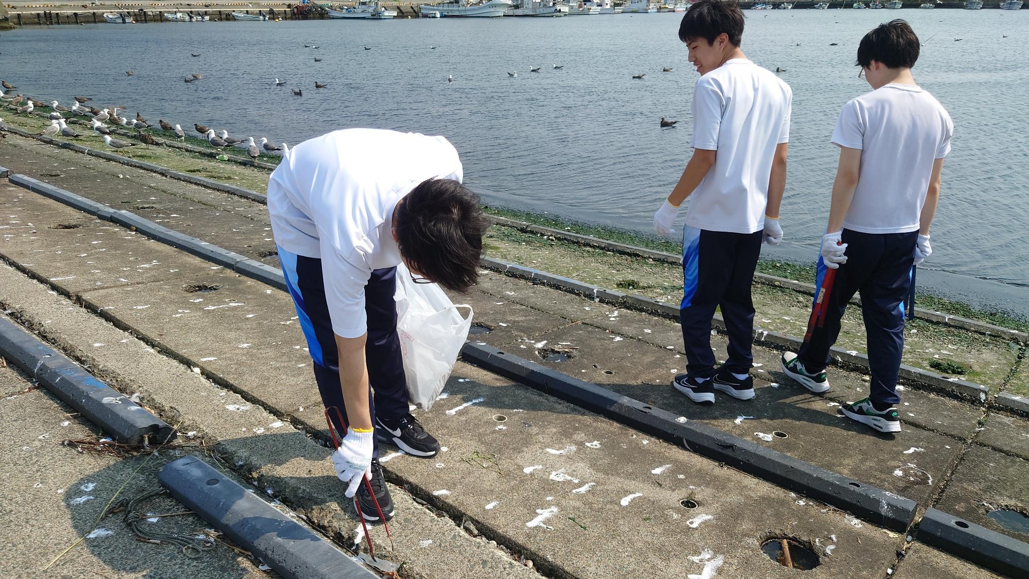 うみねこの糞が沢山ある場所。トングでごみを拾っている写真。