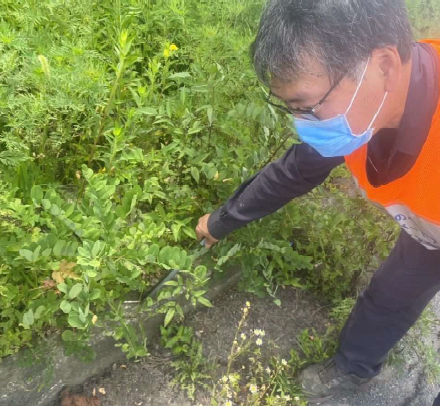 道路脇の草地のごみを拾う写真2
