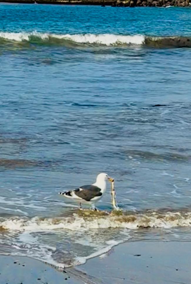 海のごみを啄むウミネコ
