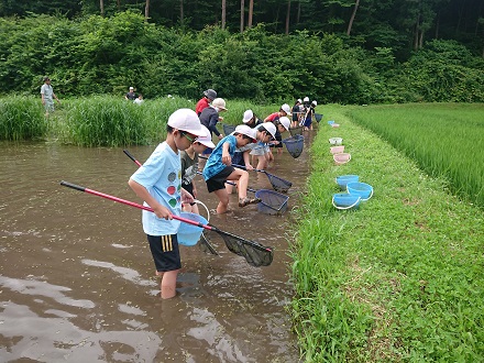 こども達がため池に入り、あぜの壁際に向かってたも網を動かし、水中の生き物を捕まえている様子の写真