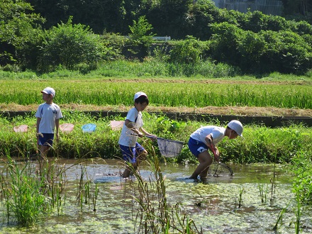 ため池での活動中、たも網を持ちながら、まだつかまえていない生き物を探し、ため池の中を歩き進む3人の児童の写真