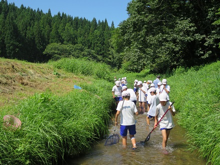 小川での活動中、快晴の下、冷たい水が流れる小川を歩き進み、生き物を捕まえようとしているこども達の様子