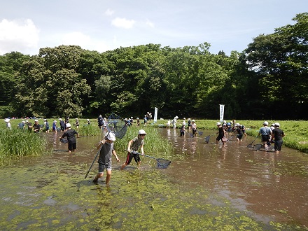 こども達がひざ下ほどの深さのため池に入り、生き物を見つけたり捕まえようとしている様子の写真