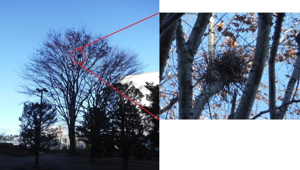 市庁舎の木に作られたカラスの巣を遠くから撮影した写真と拡大写真