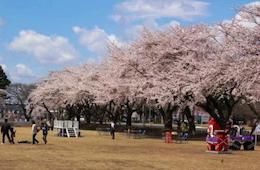 大きい桜の木を遠目から撮影した写真