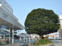左側に八戸駅と駅前の大きなイチイの木の写真