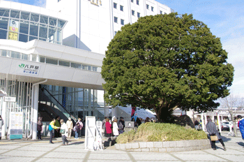 八戸駅前の大きな木と、木を見ている人、駅から出てくる人たちの写った写真
