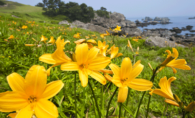 奥に海と岩場、手前に黄色いゆりが数十本咲いている草原の写真