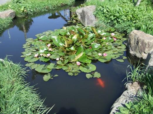 周りを草や石に囲まれた池の中に水草が浮かんだり、オレンジ色の鯉が1匹泳いでいる写真