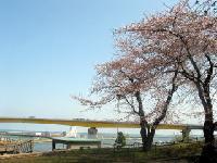 新井田川河口に咲く桜の写真