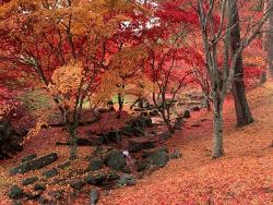 前回の紅葉の様子