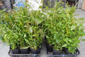 山の楽校春まつりの様子1