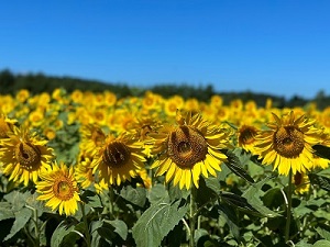 山の楽校ひまわりの花見週間の様子