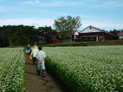 山の楽校そば栽培の様子
