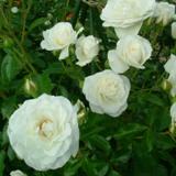 白くて丸い花弁が特徴のバラの写真
