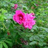 濃いピンク色で丸い花弁が特徴のバラの写真