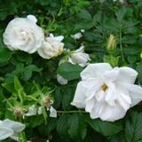 白く丸い花弁が特徴のバラの写真