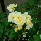 淡い黄色の丸い花弁が特徴のバラの写真
