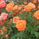 オレンジ色に縁がオレンジがかったピンク色で角ばった花弁が特徴のバラの写真