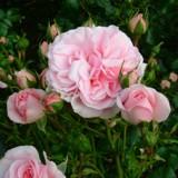 薄いピンク色の丸い花弁がたくさん重なっていることが特徴のバラの写真