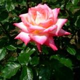 コルデスパーフェクタという薔薇のピンクの花の写真