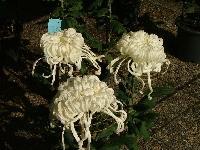 白い三本の大輪の菊の写真