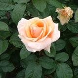 薄いピンクから中央に向かって薄いオレンジ色にグラデーションしている花弁が特徴のバラの写真