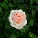 白からオレンジがかったピンク色にグラデーションしている丸い花弁が特徴のバラの写真