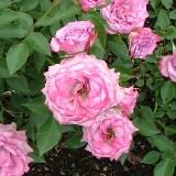 ピンク色から縁が白くグラデーションしている角ばった花弁が特徴のバラの写真