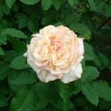 ピンクがかった白くて丸い花弁がたくさん重なっていることが特徴のバラの写真