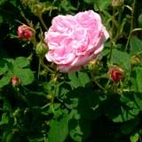 シャポードゥナポレオンという八重の薔薇のピンクの花の写真