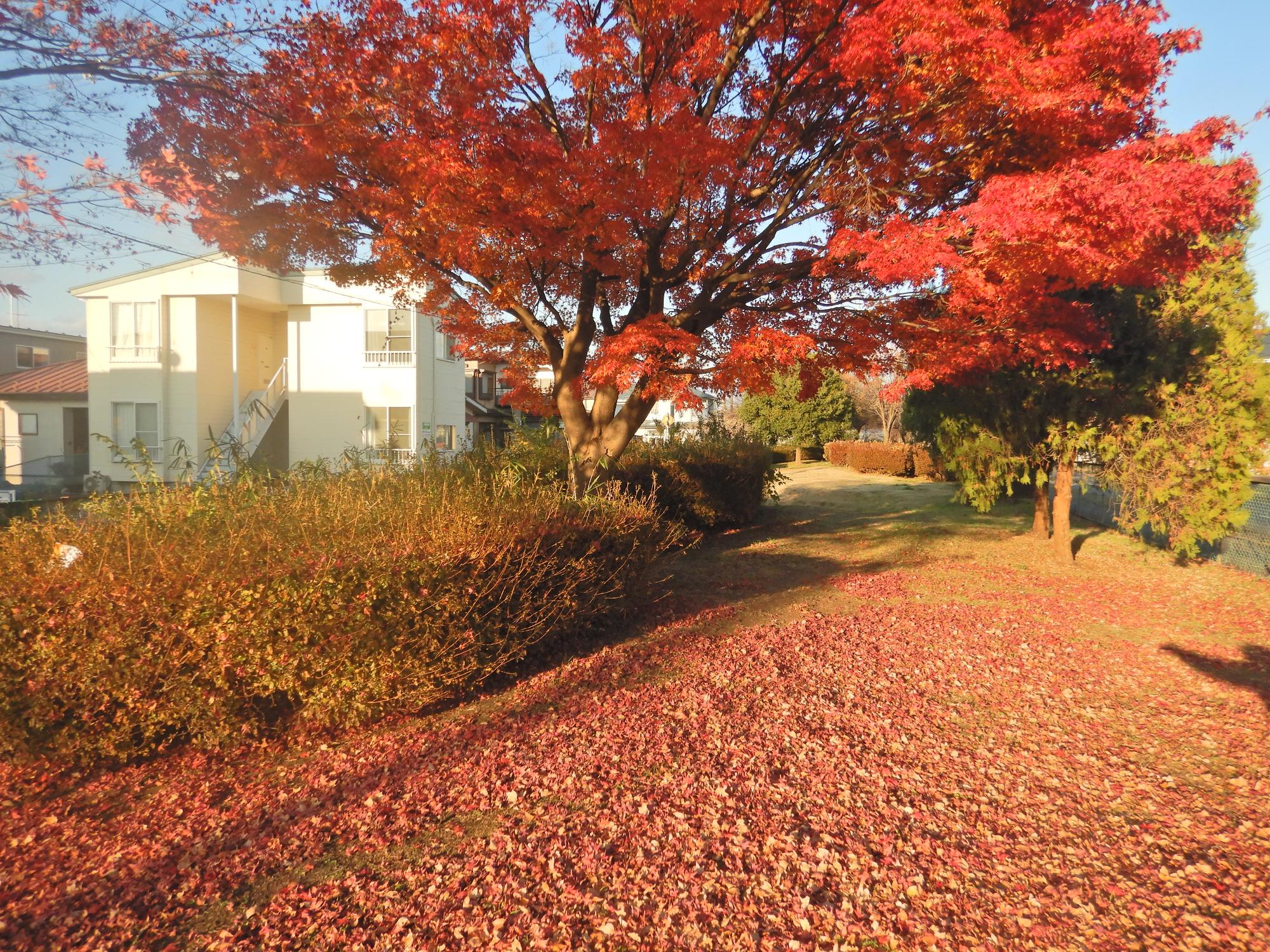 諏訪二丁目緑地の樹木の写真