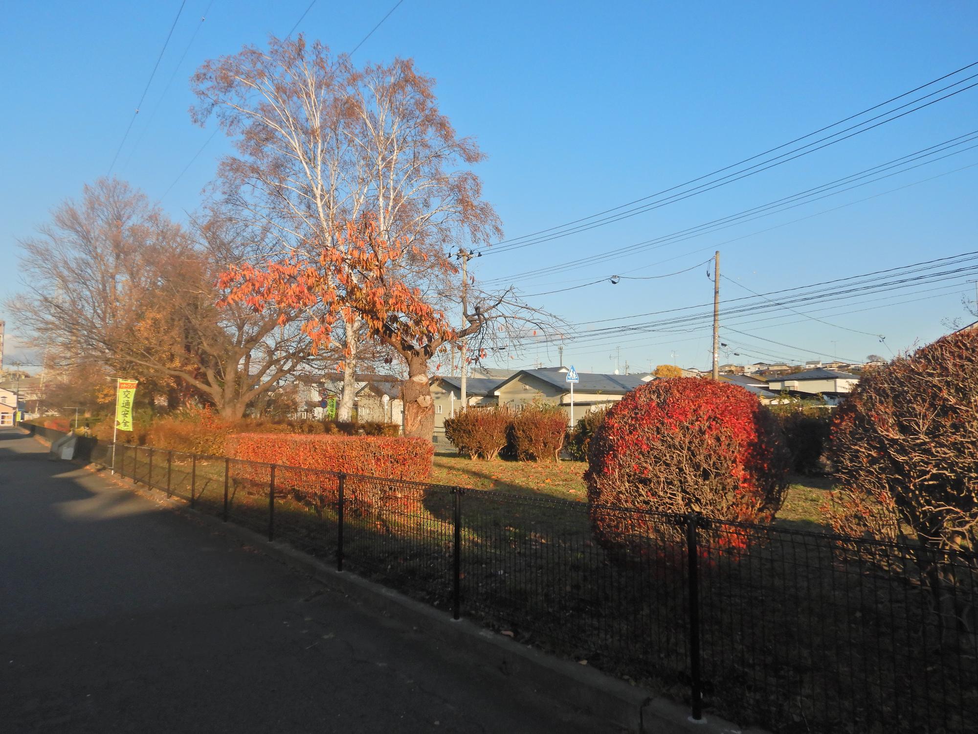 諏訪二丁目緑地全体の写真
