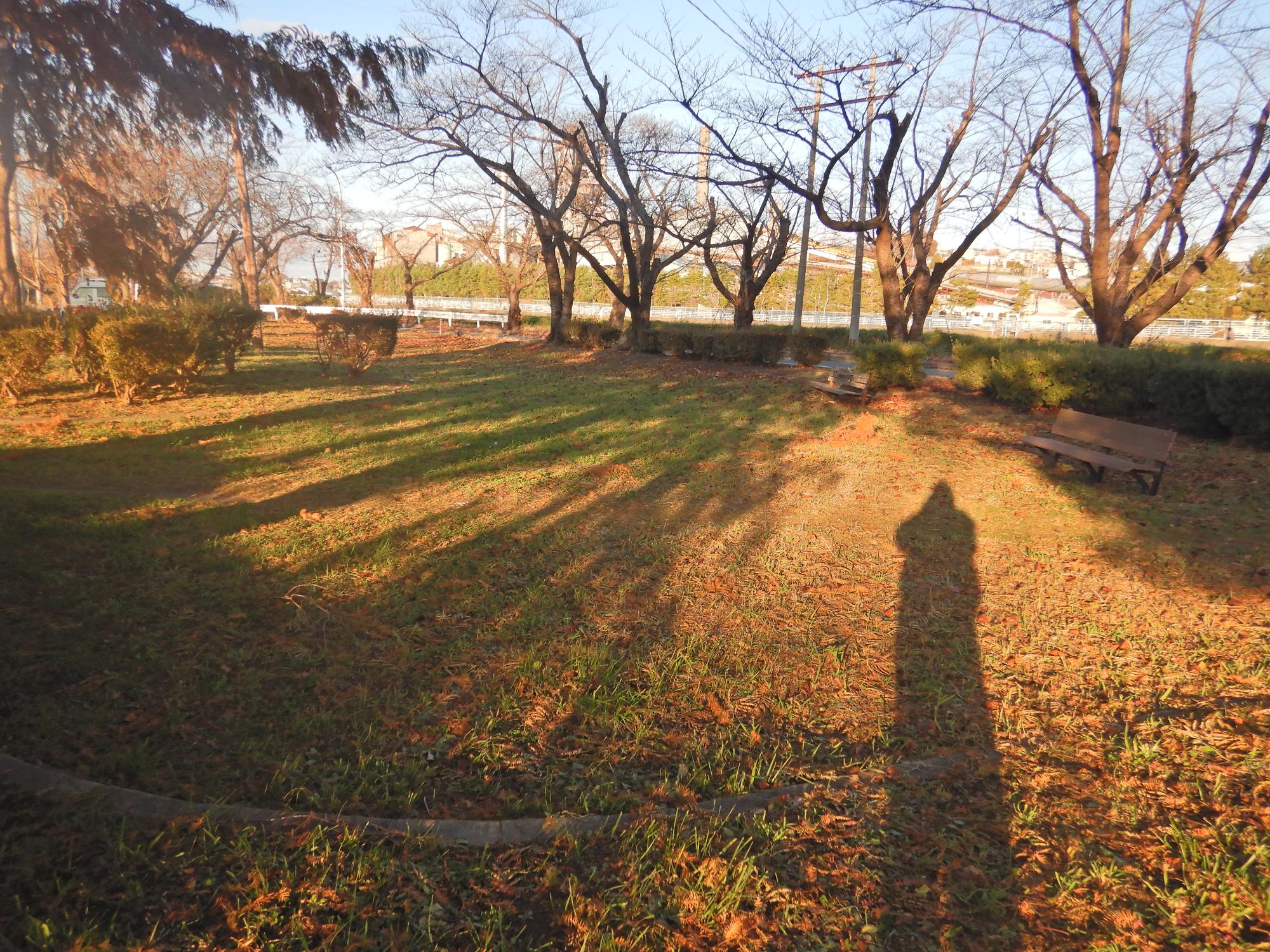 諏訪二丁目緑地のベンチのある広場の写真