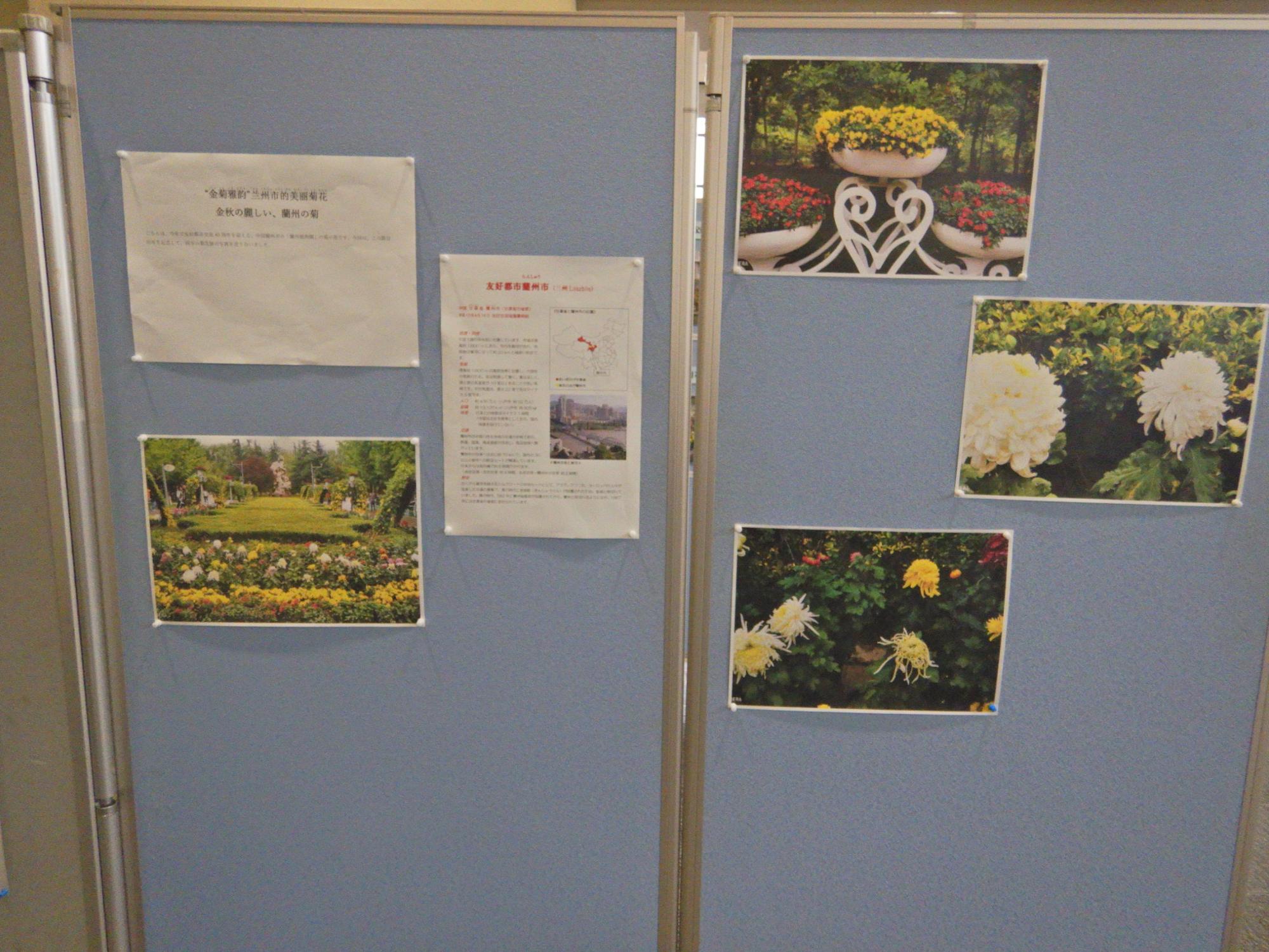 友好都市中華人民共和国の蘭州市の菊の花の写真展示