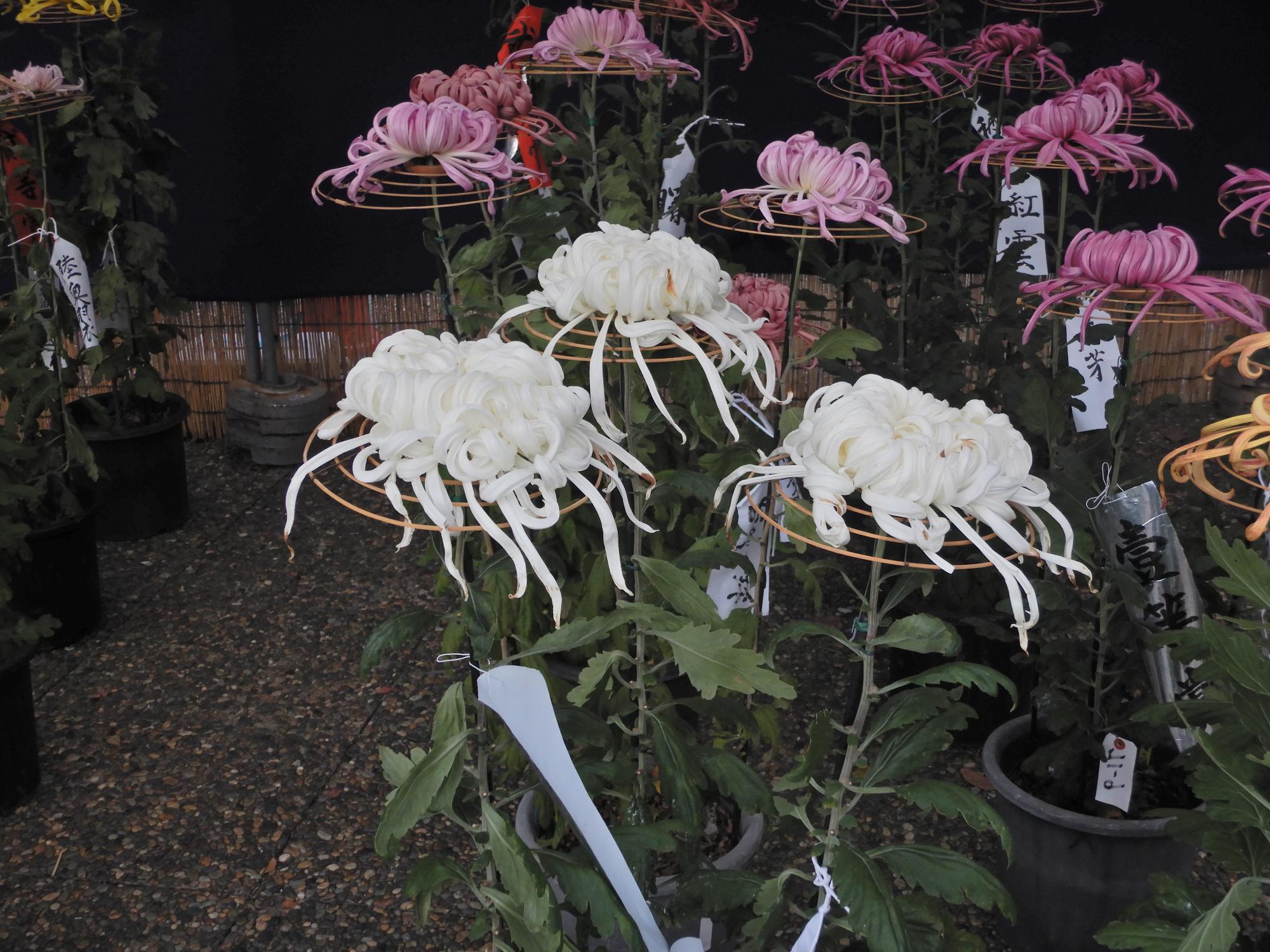 奥州菊展その2