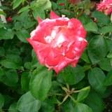 くすみのある赤と白のグラデーションの花弁が特徴のバラの写真