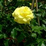 フリージアという黄色い花の写真